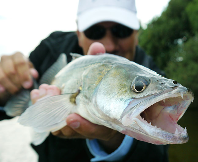 Pro-Guiding-Zander14153