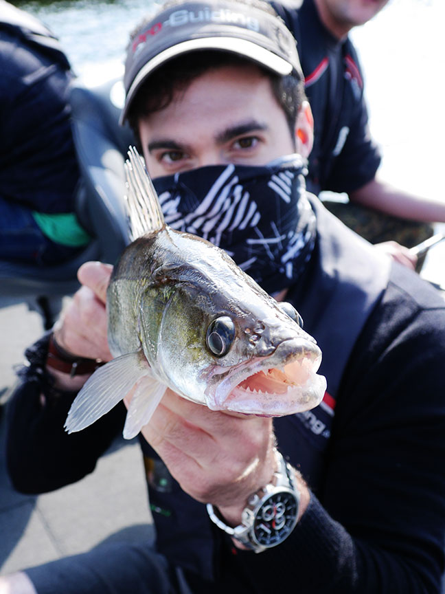 Pro-Guiding-Zander14167