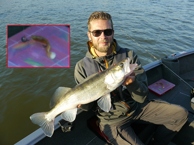 Pro-Guiding-Zander15365