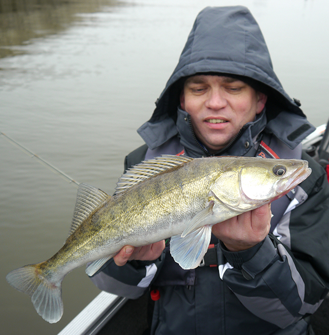 pro-guiding-zander16505