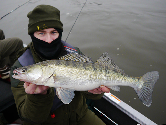 pro-guiding-zander16563