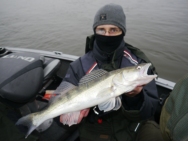 pro-guiding-zander16565